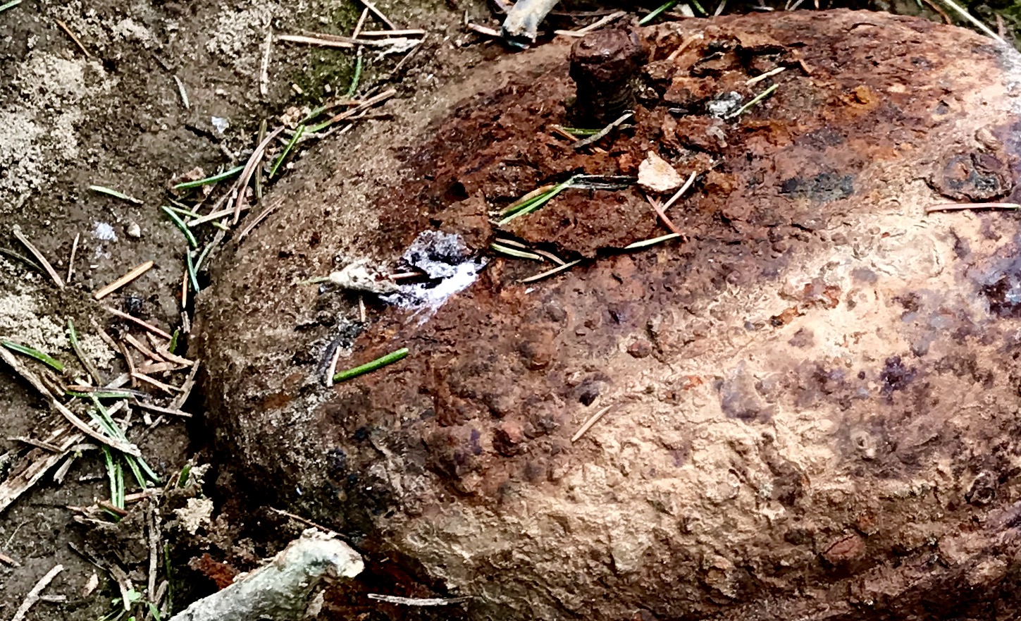 The Landmine in Our Garden